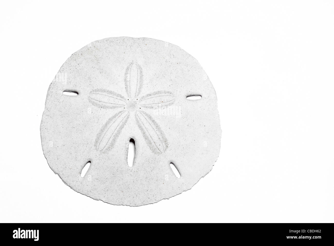 Studioaufnahme eines Sand-Dollars, eine Echinoid der Gattung Clypeastero. Stockfoto
