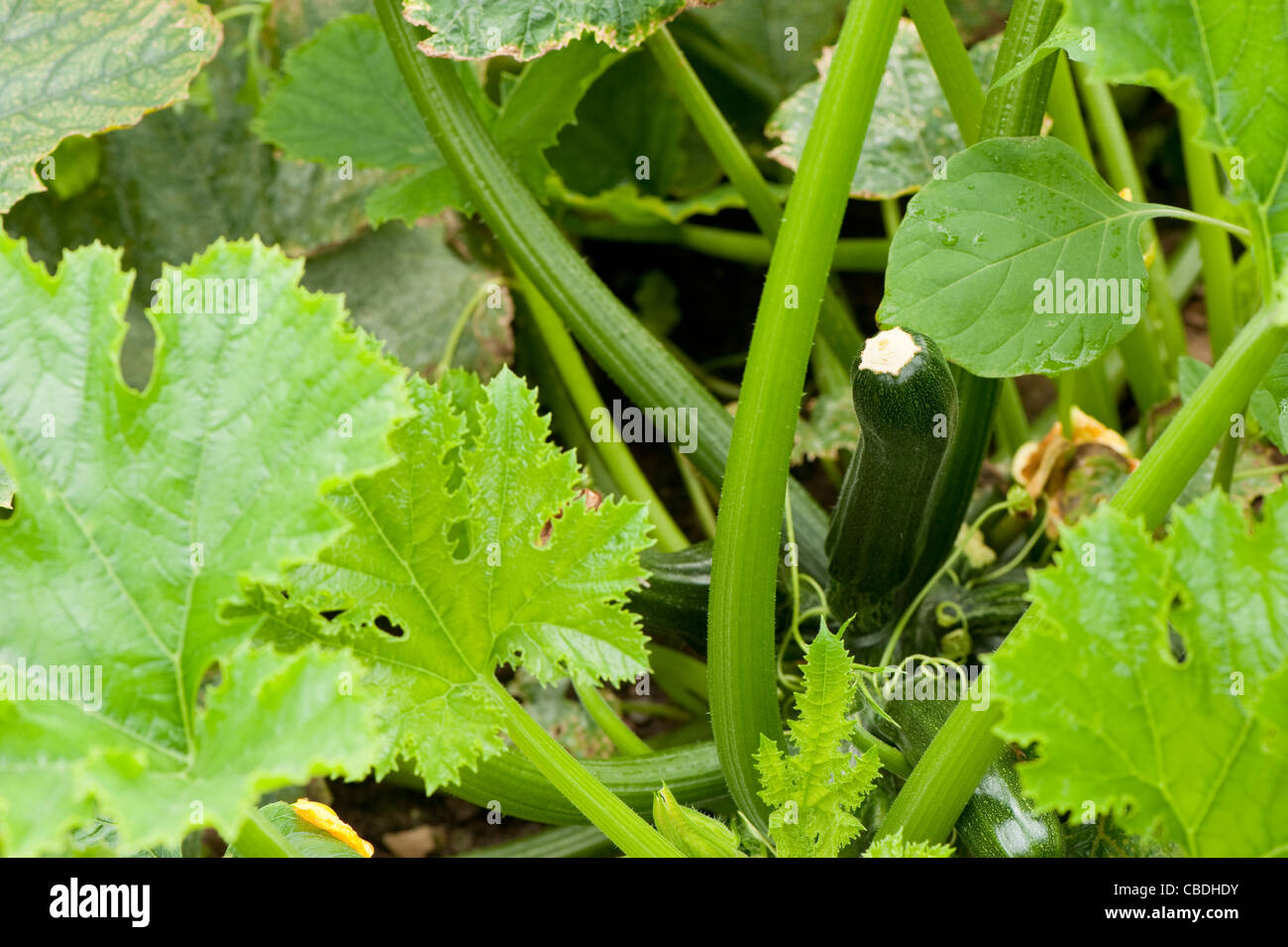 Zucchini 'Tristan' F1 Hybride, Cucurbita pepo Stockfoto