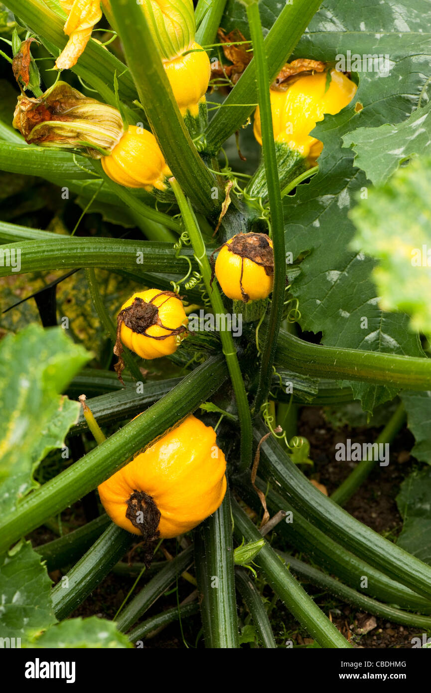 Zucchini 'Summer Ball' F1 Hybride, Cucurbita pepo Stockfotografie - Alamy