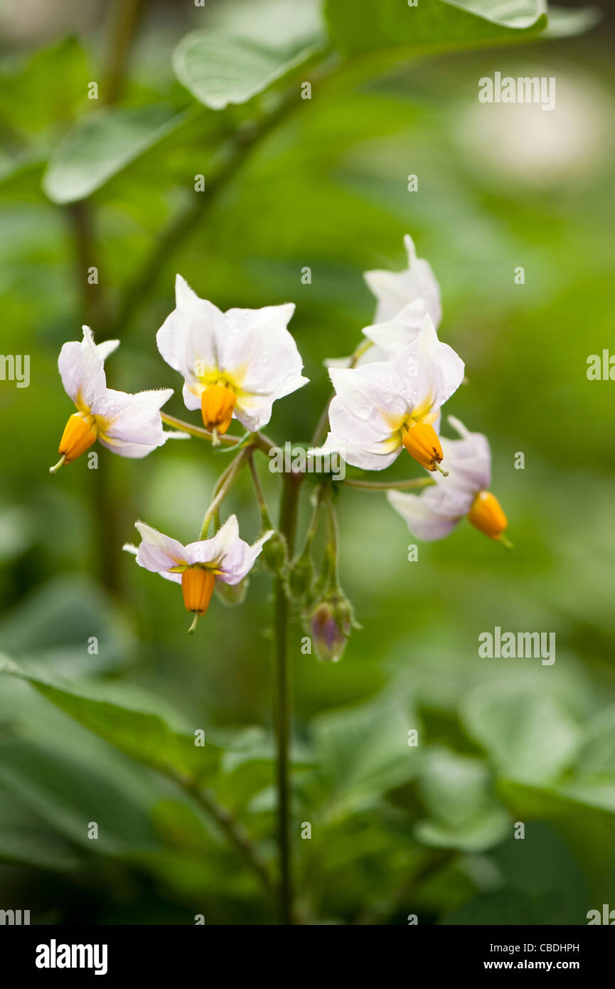 Kartoffel 'Sarpo Mira', Solanum Tuberosum, Blumen Stockfoto