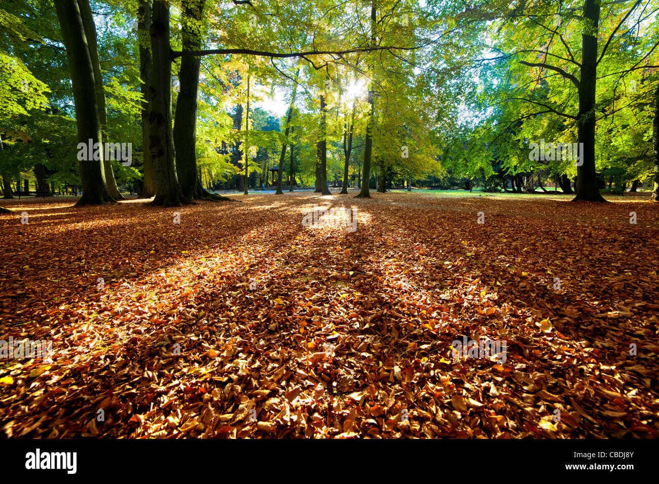 Bunter Herbst Herbst Park und Sonne Strahlen Stockfoto