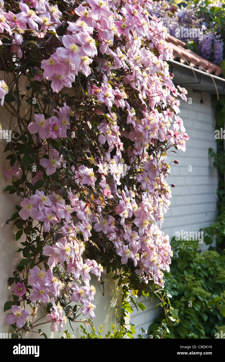 Rosa blühende Clematis Montana im Frühjahr über eine weiße Wand wächst Stockfoto