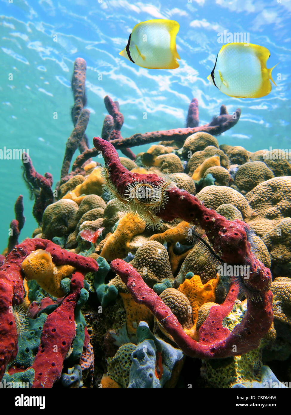 Bunte Schwämme und tropische Fische in einem Korallenriff mit Wasseroberfläche im Hintergrund, Karibik Stockfoto