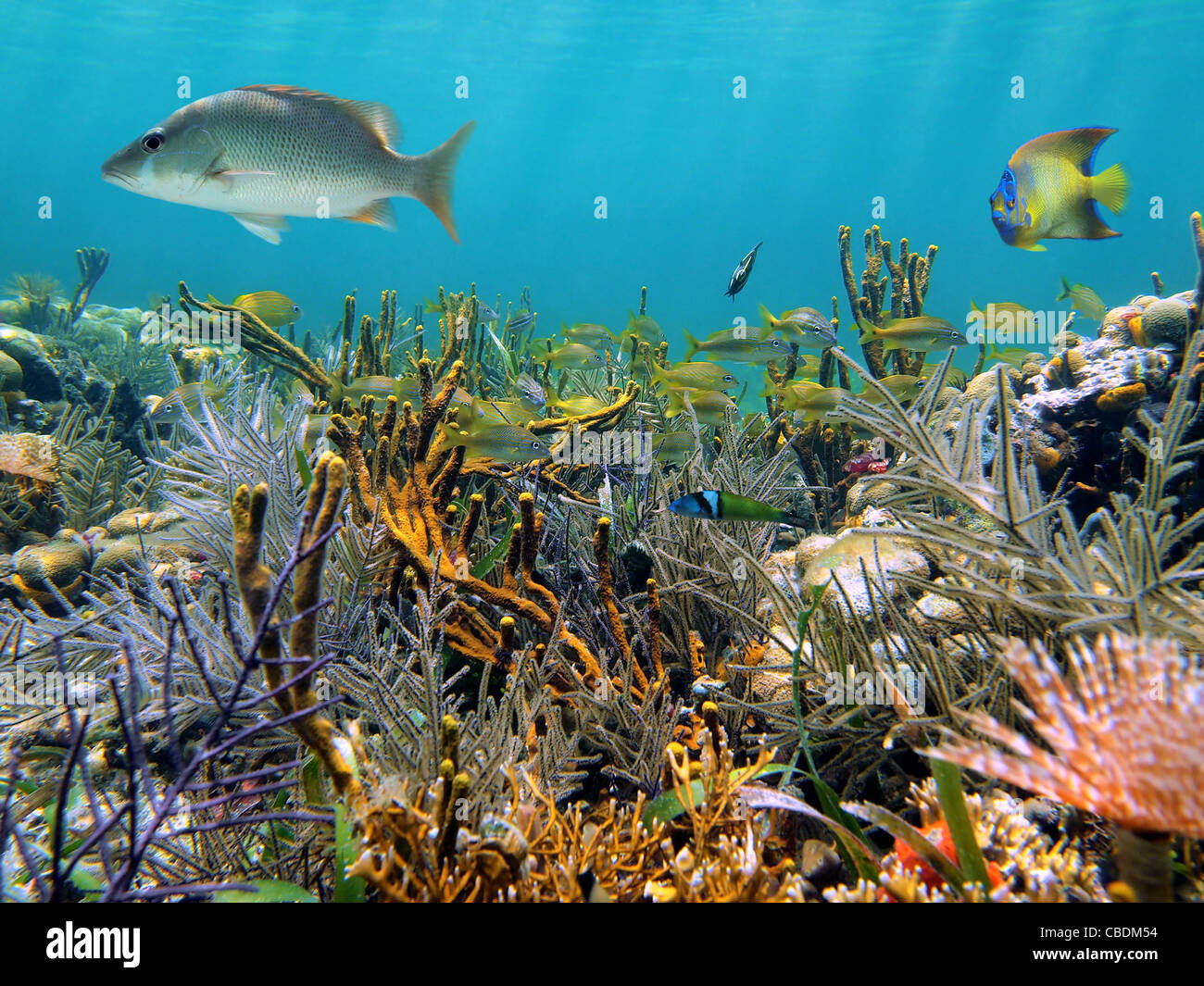 Blühende Meeresboden mit einem Korallenriff und tropische Fische Karibik, Panama, Mittelamerika Stockfoto