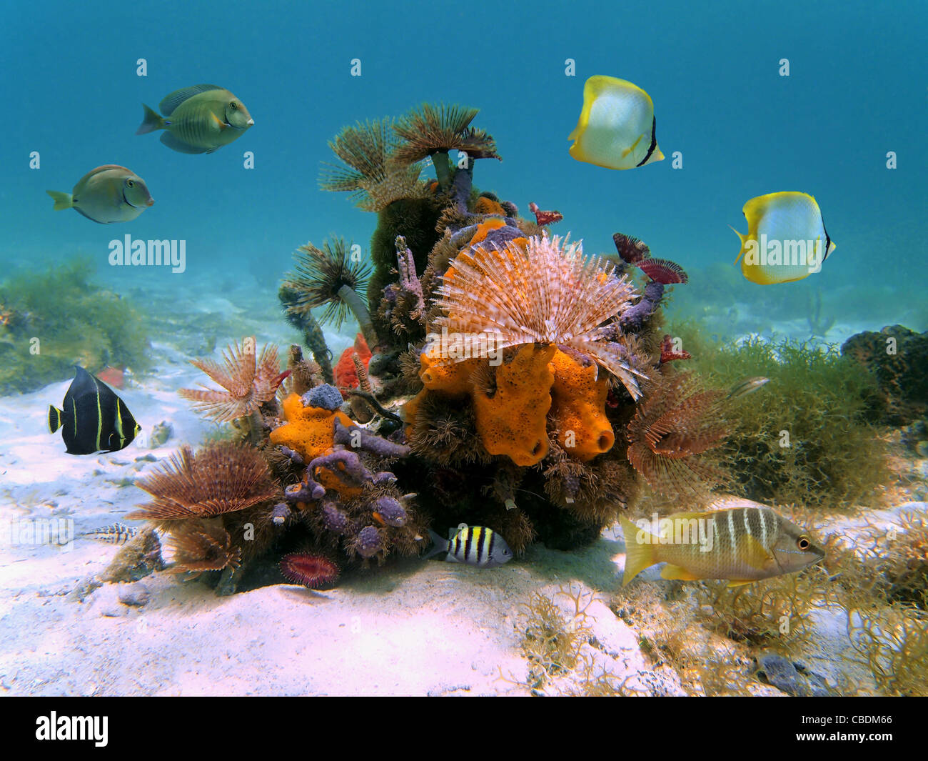 Unterwasser bunte Unterwasserwelt mit marinen Würmer, Schwämme und tropischen Fischen in der Karibik Stockfoto