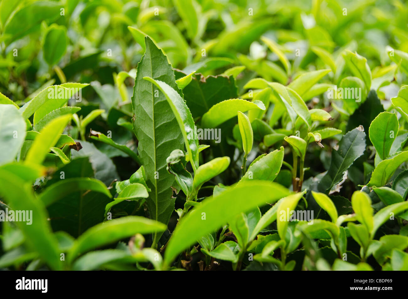 Detail eines japanischen grünen Tee Pflanze mit frischen Blätter Stockfoto