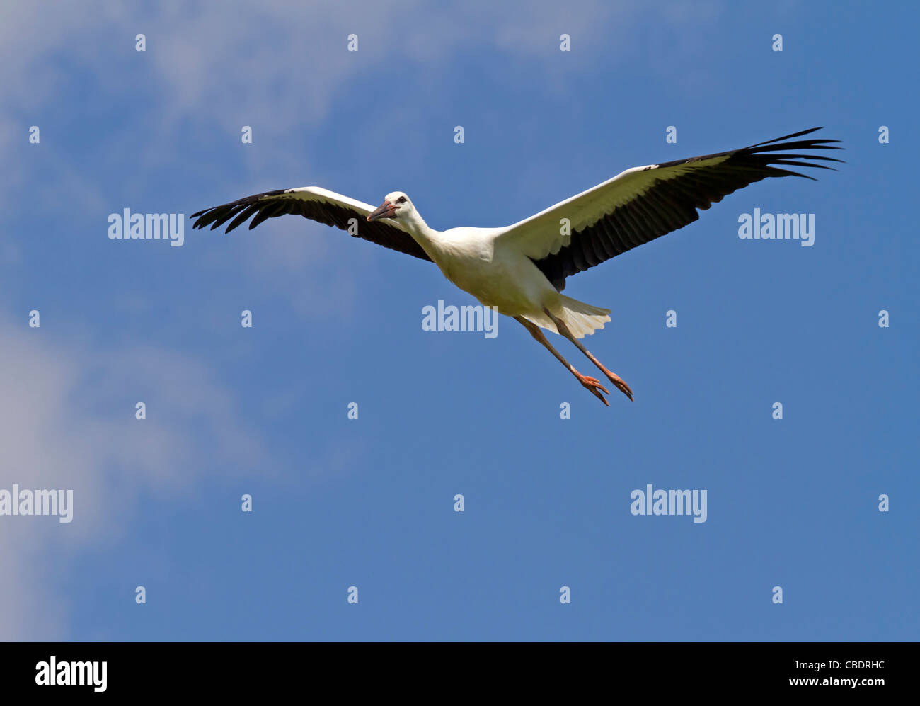 Fliegender Weißstorch (Ciconia Ciconia) Stockfoto