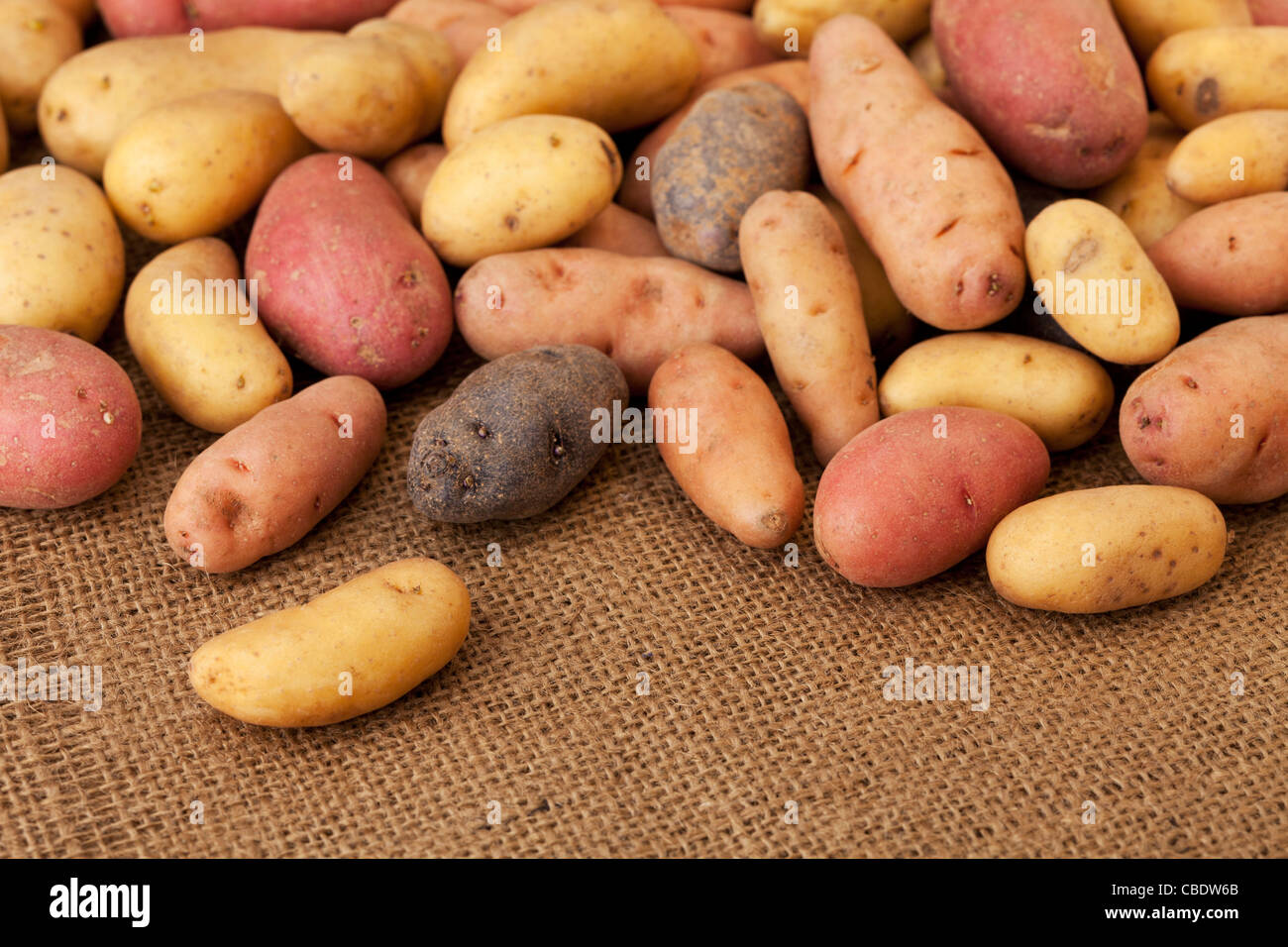 eine Vielzahl von kleinen, länglichen Fingerling Kartoffel aus biologischem Anbau in Colorado Sackleinen Hintergrund, flachen Schärfentiefe Stockfoto