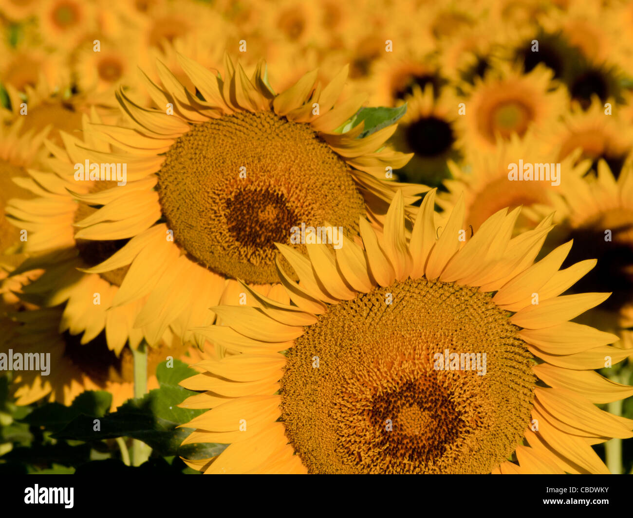 Nahaufnahme von Sonnenblumen in voller Blüte. Stockfoto