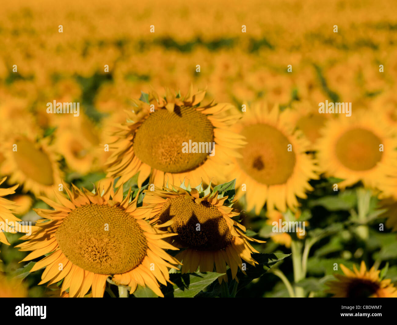 Nahaufnahme von Sonnenblumen in voller Blüte. Stockfoto
