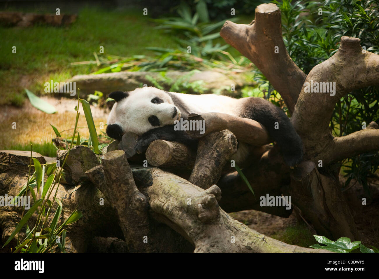 Großer Panda, Ocean Park Hong Kong, China Stockfoto