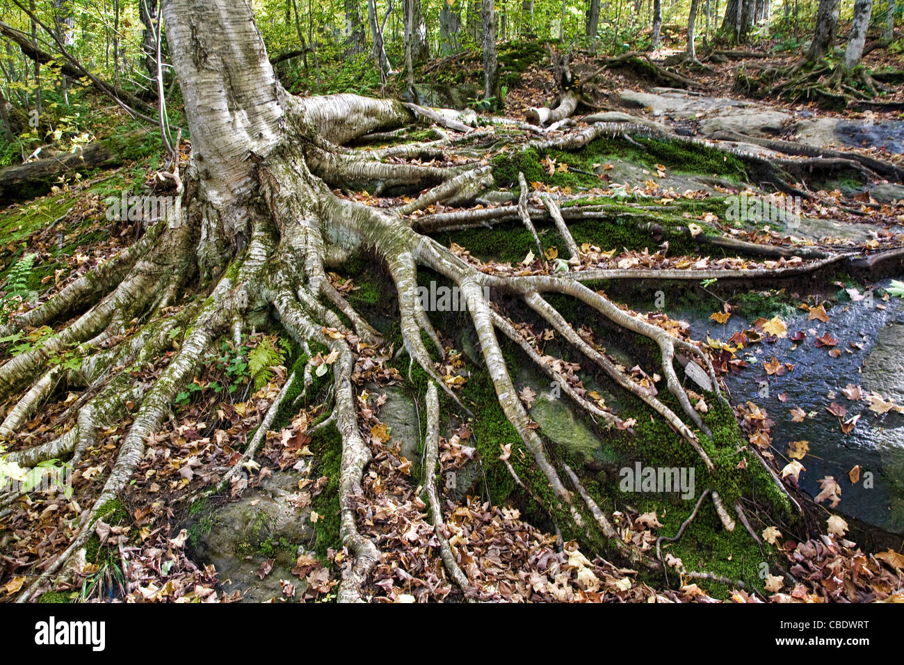 Baum die Wurzeln für Boden in den Rocky grünen Bergen von Vermont. Stockfoto