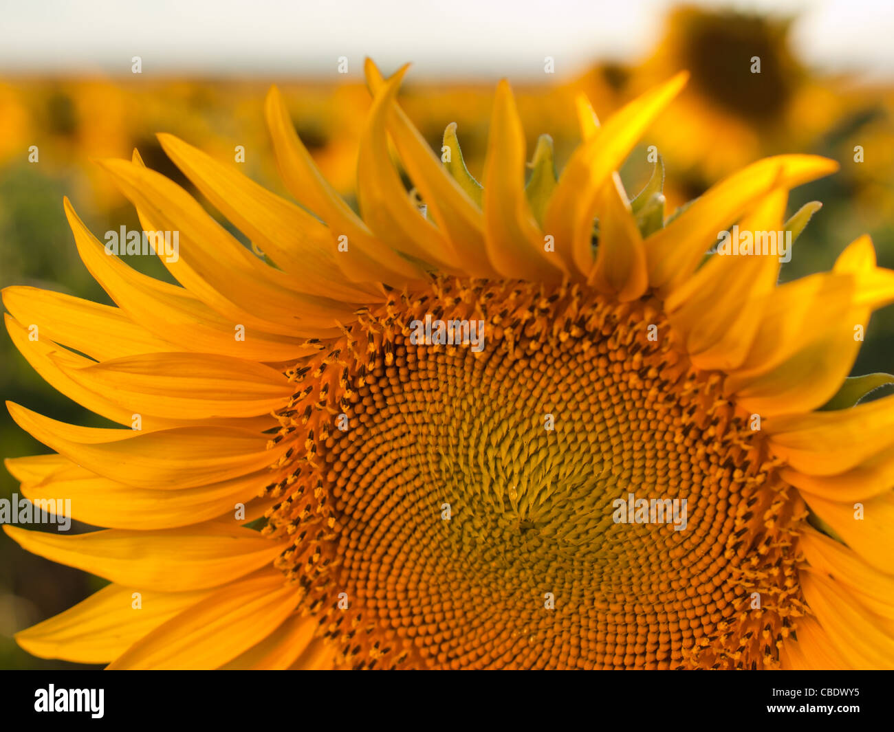 Nahaufnahme von Sonnenblumen in voller Blüte. Stockfoto
