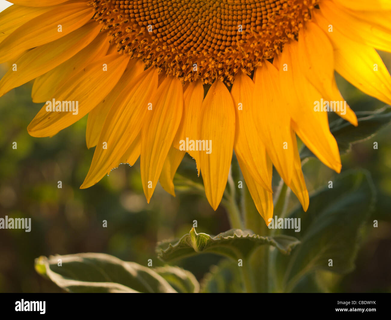 Nahaufnahme von Sonnenblumen in voller Blüte. Stockfoto