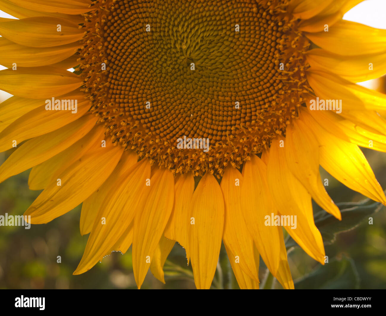 Nahaufnahme von Sonnenblumen in voller Blüte. Stockfoto