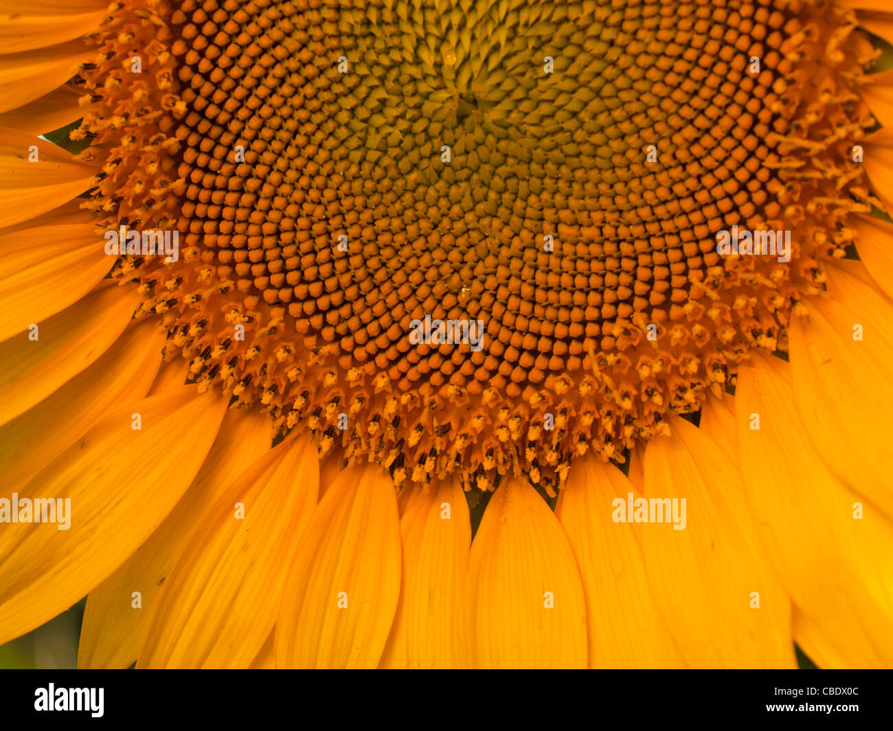 Nahaufnahme von Sonnenblumen in voller Blüte. Stockfoto