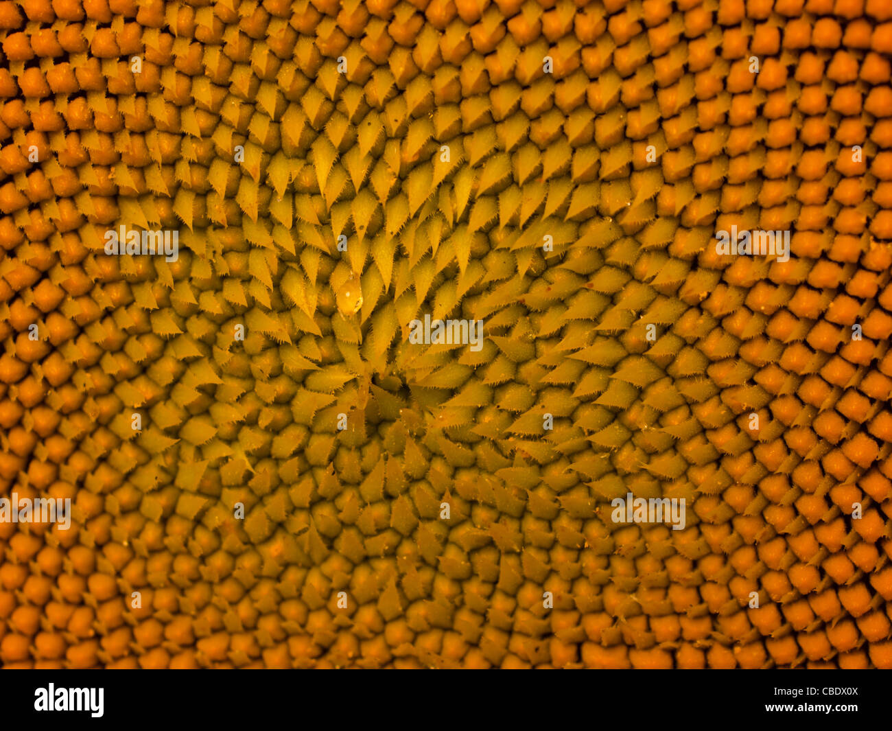 Nahaufnahme von Sonnenblumen in voller Blüte. Stockfoto