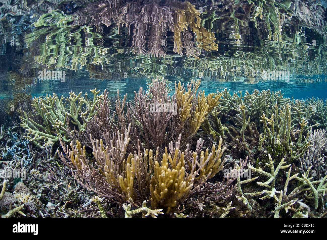 Hirschhorn Korallen, Acropora spp., konkurrieren mit schnell wachsenden Gorgonien für Speicherplatz auf einem flachen Korallenriff in abgelegenen Indonesien. Stockfoto