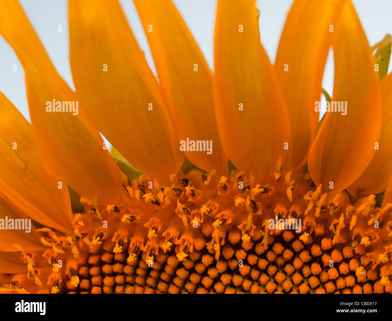 Nahaufnahme von Sonnenblumen in voller Blüte. Stockfoto
