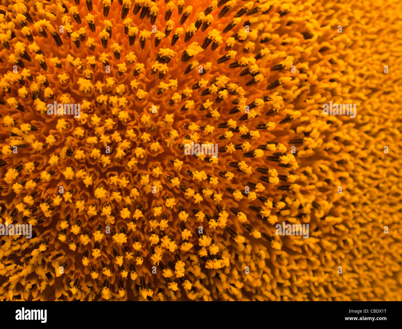 Nahaufnahme von Sonnenblumen in voller Blüte. Stockfoto