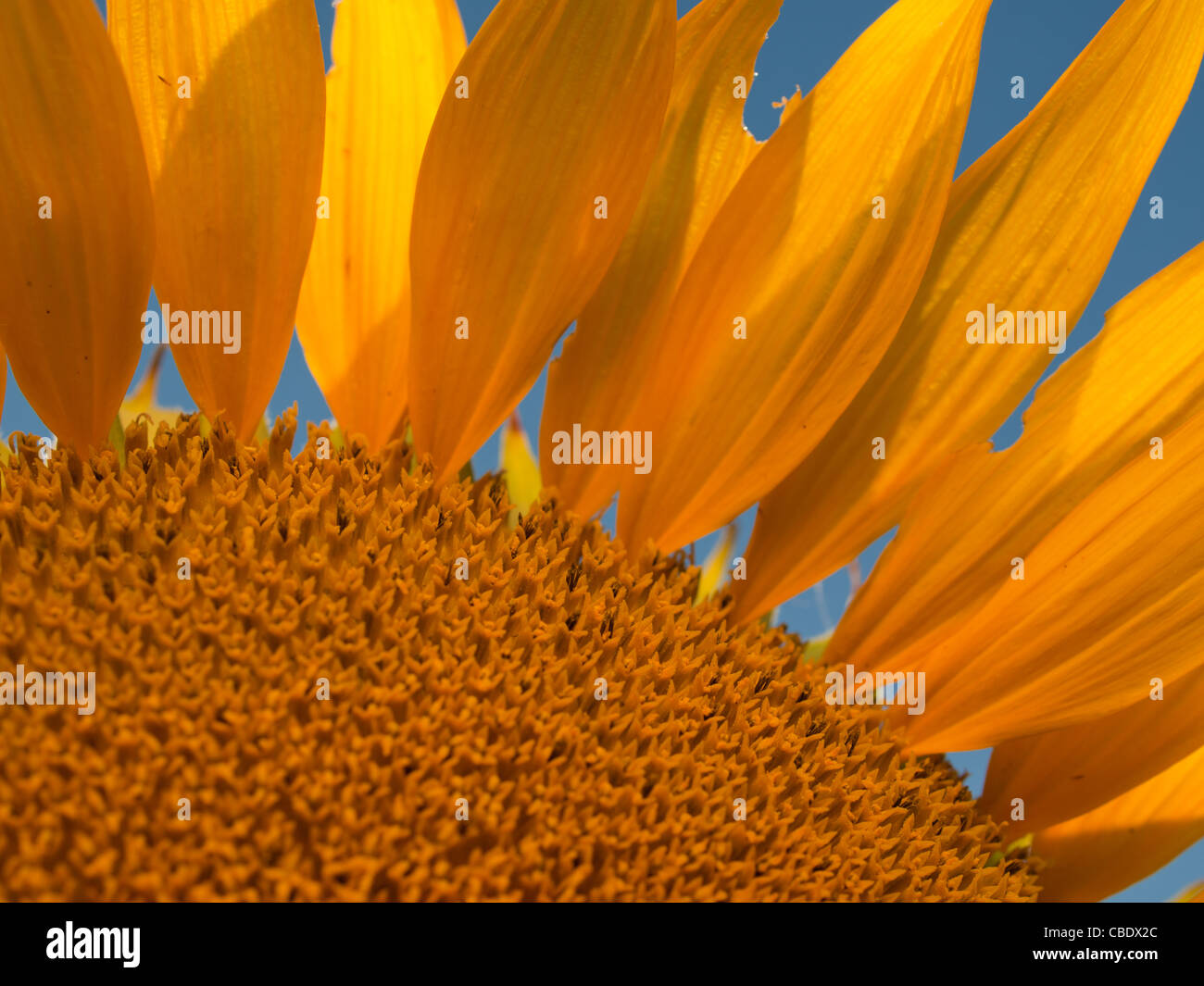 Nahaufnahme von Sonnenblumen in voller Blüte. Stockfoto
