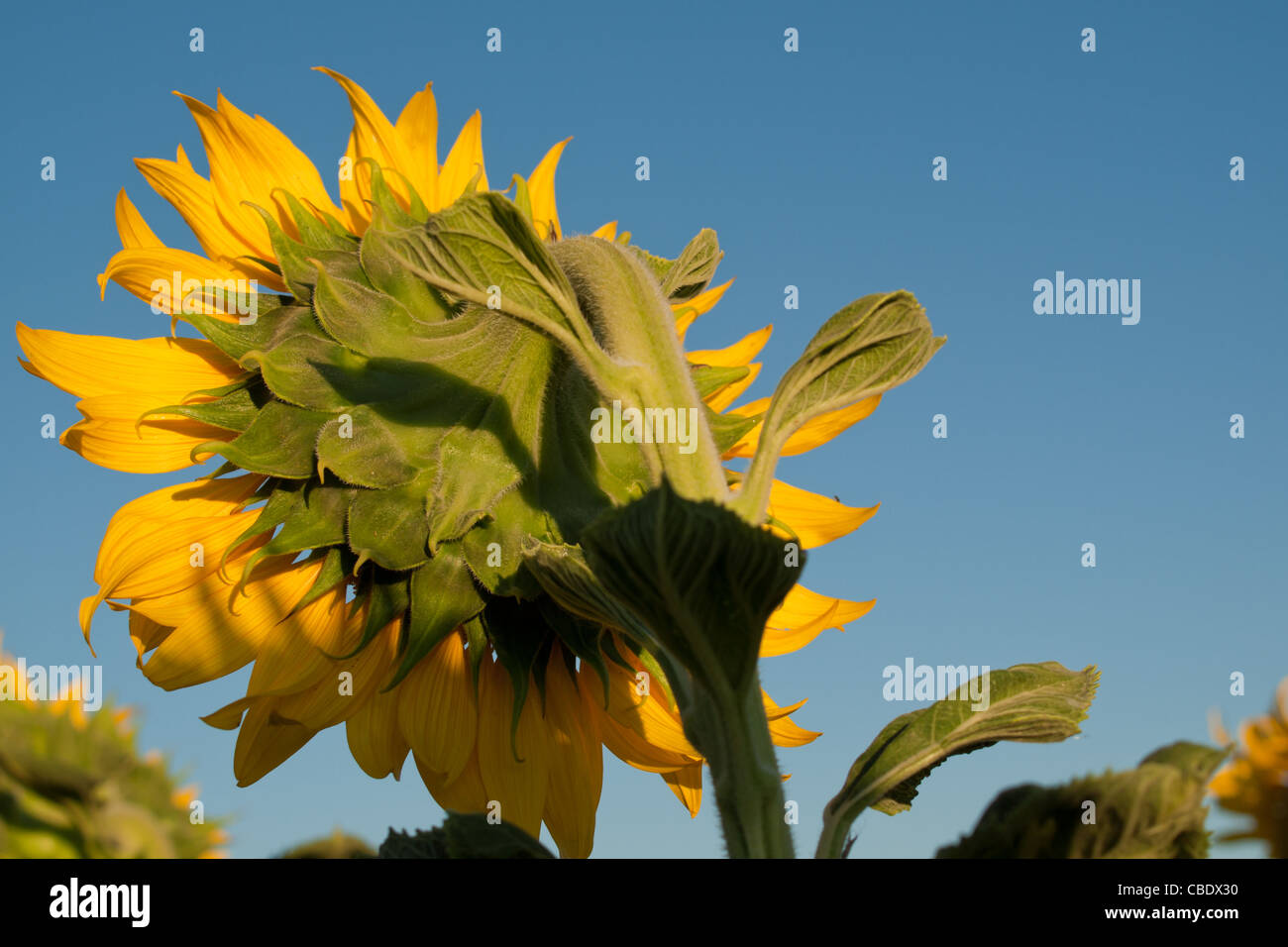 Nahaufnahme von Sonnenblumen in voller Blüte. Stockfoto