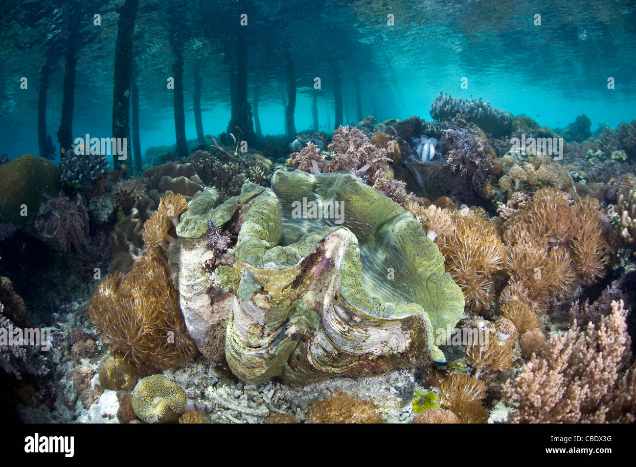 Eine große Riesenmuschel Tridacna Gigas, wächst in einem flachen Korallen Garten neben einem Pier. Dies ist eine vom Aussterben bedrohte Arten. Stockfoto