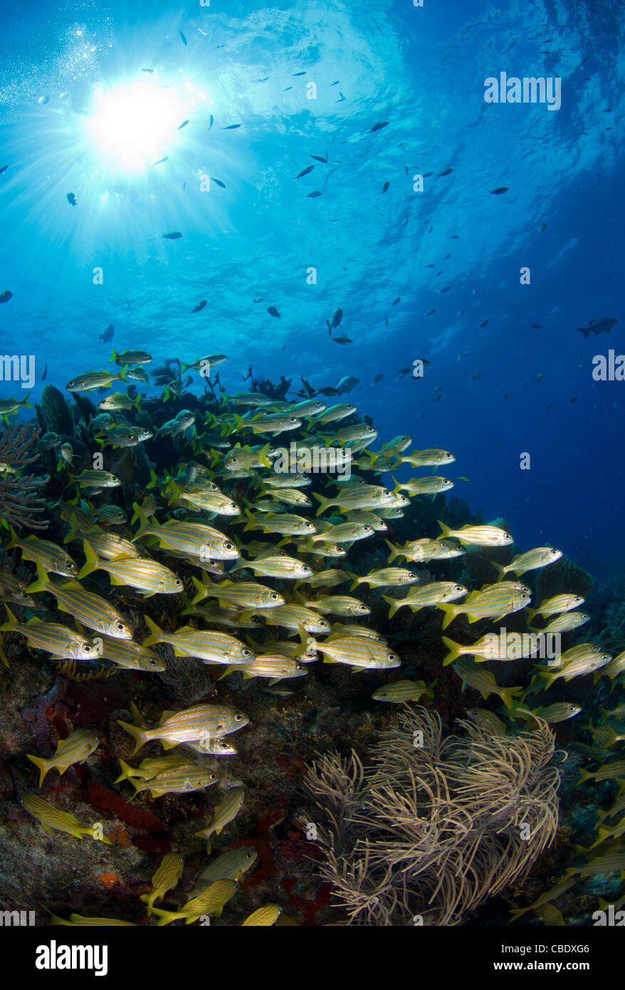 Fischschwärme versammeln sich an einem Riff in den Florida Keys National Marine Sanctuary. Stockfoto