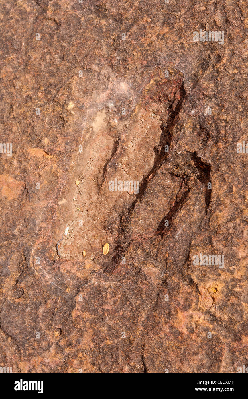 Dinosaurier-Fußabdruck im Torotoro Nationalpark in Bolivien (Velociraptor oder ganz allgemein aus der Familie der Coelurosaurier)-Kreidezeit Stockfoto