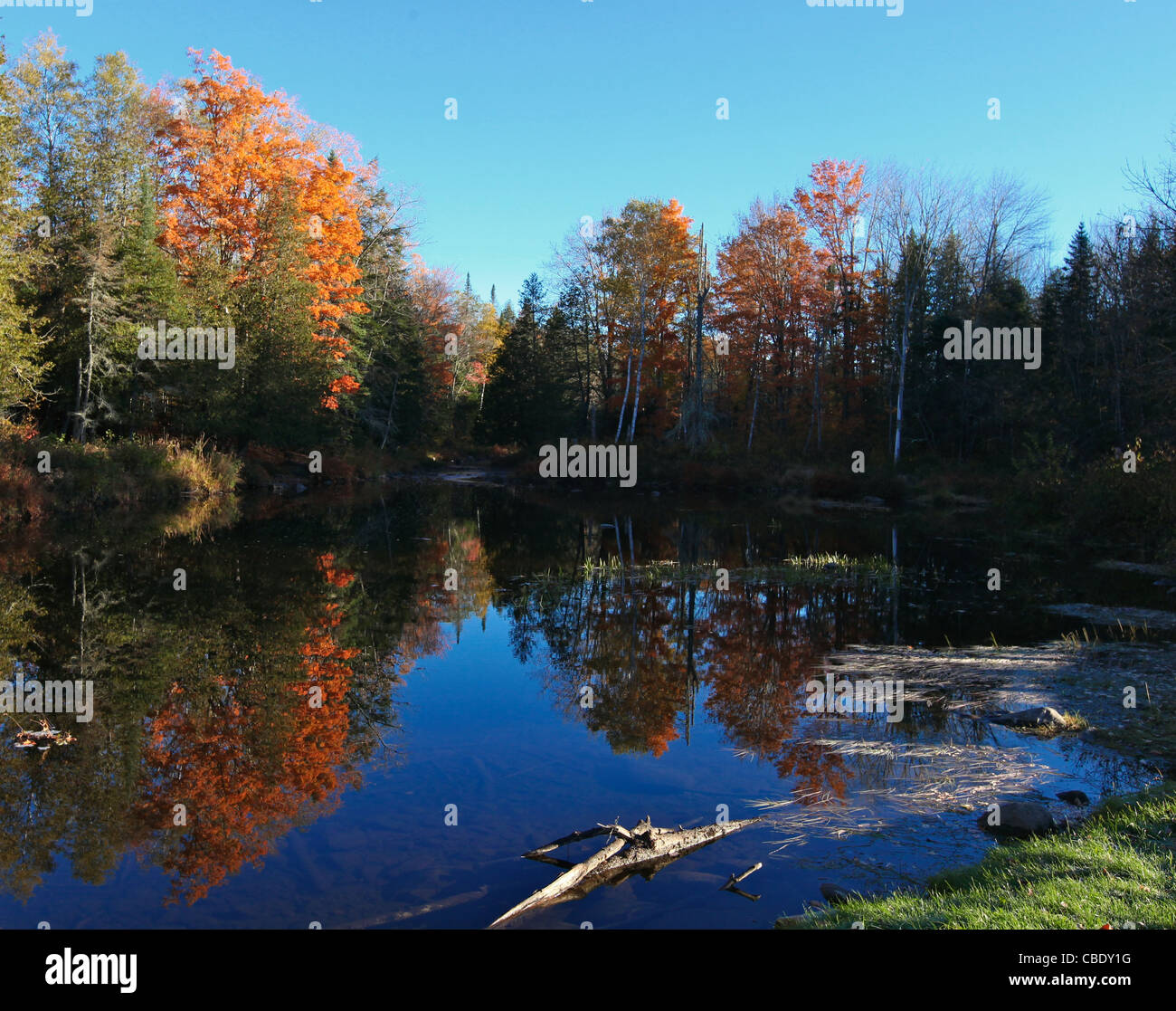 Teich in Maine USA zeigt Herbstfarben Stockfoto