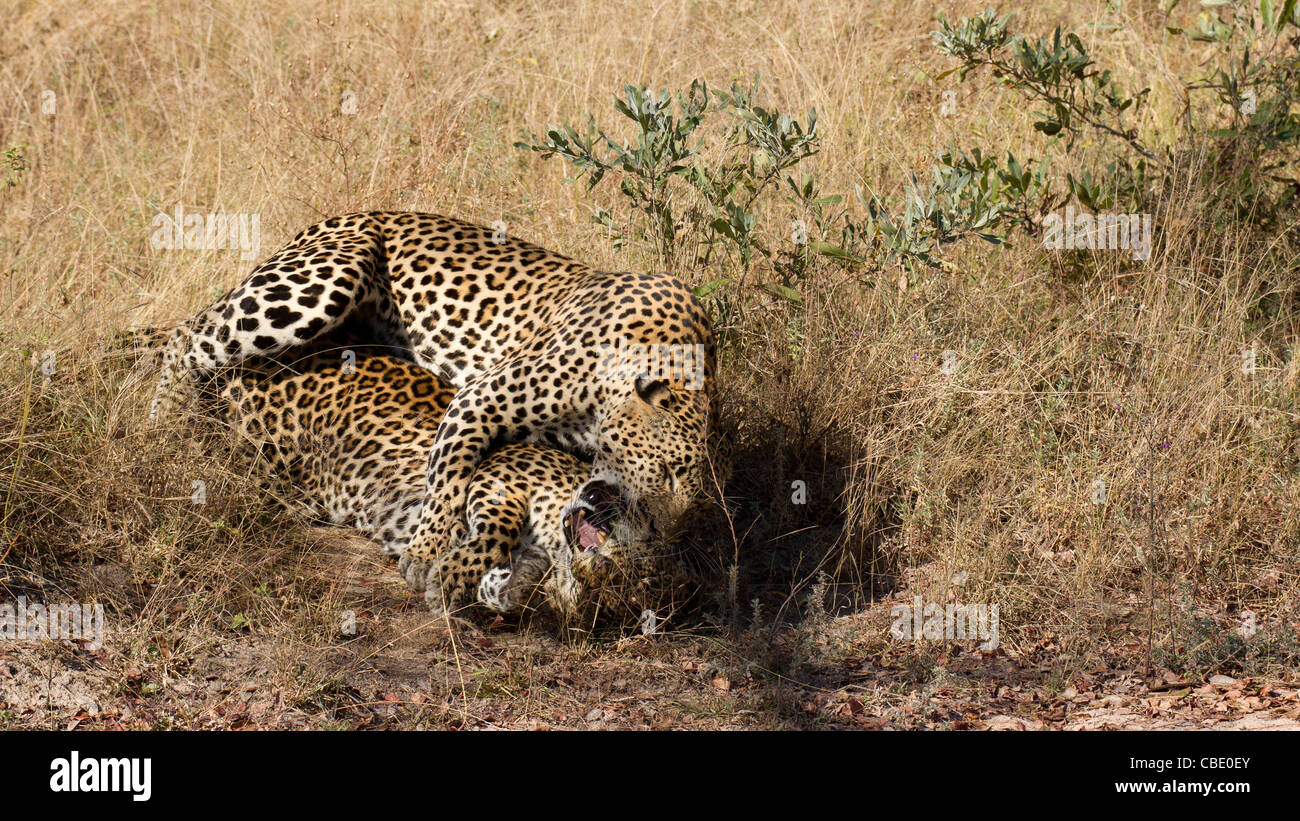 Leoparden (Panthera Pardus) Paarung Stockfoto