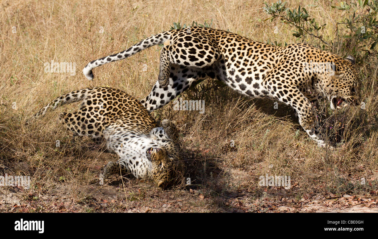 Leoparden (Panthera Pardus) Paarung und danach in einem Kampf führt. Stockfoto