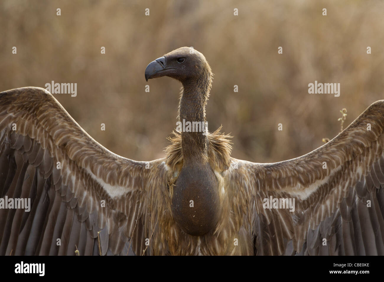 Diese erstaunliche Vögel haben eine der besten Auge Sehenswürdigkeiten der Welt. Stockfoto