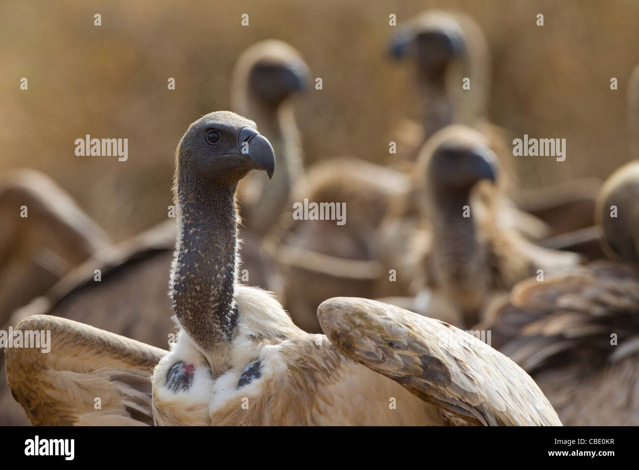 Diese erstaunliche Vögel haben eine der besten Auge Sehenswürdigkeiten der Welt. Stockfoto