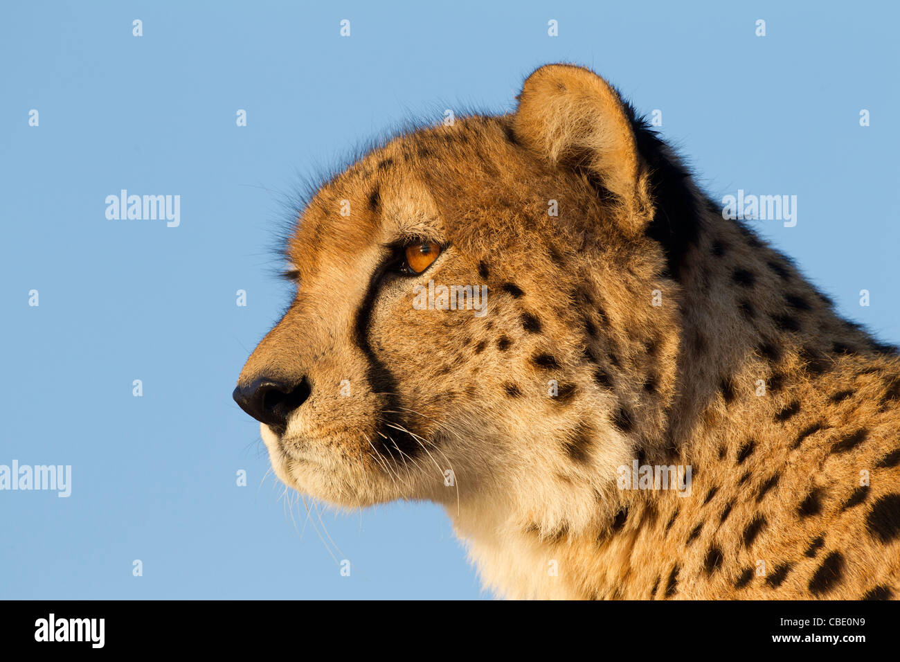 Gepard (Acinonyx Jubatus) auf einem niedrigeren Winkel mit schönen Licht im Auge. Stockfoto