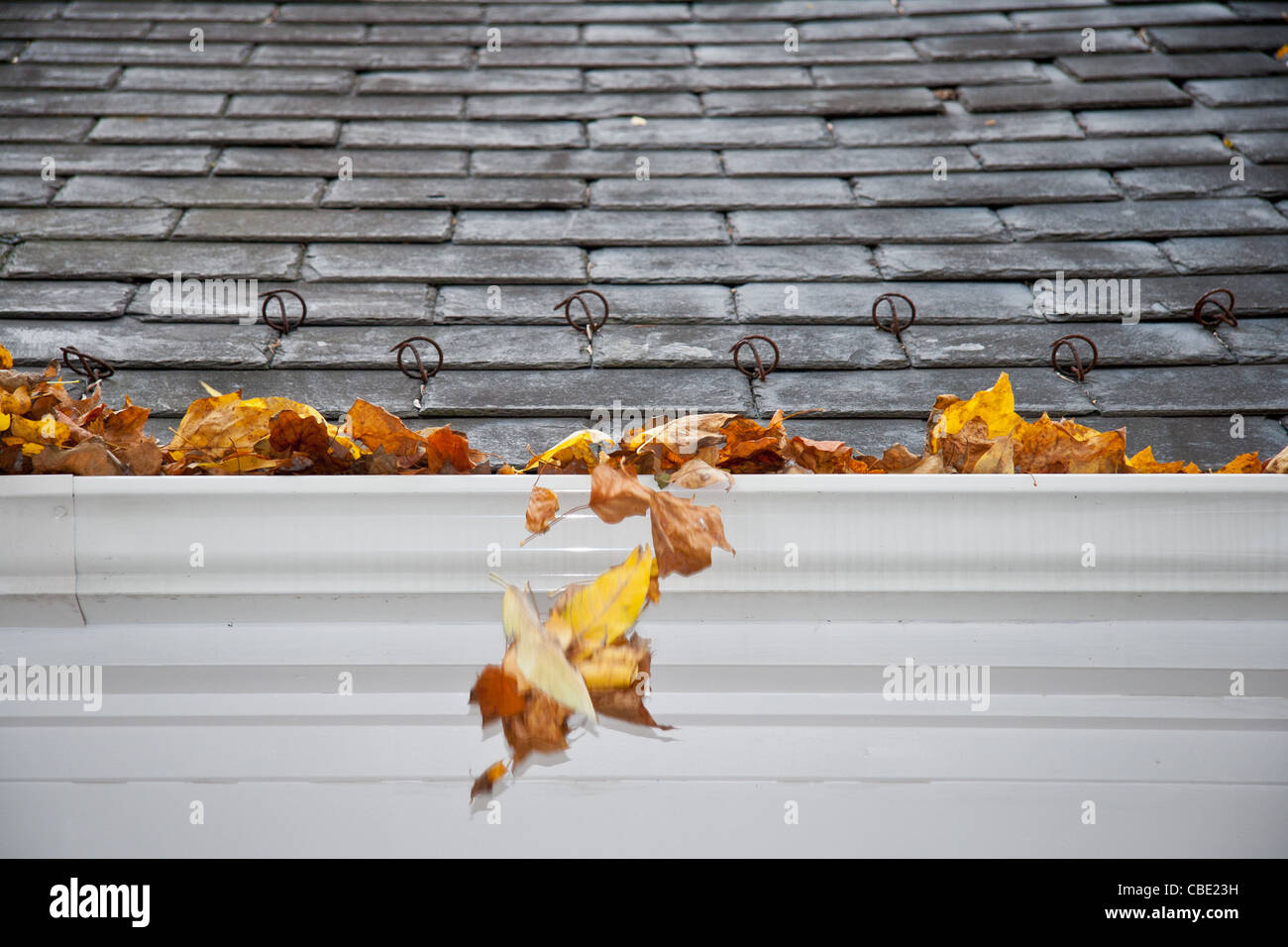 Wind geblasen, Blätter fallen und Regenrinne. Stockfoto