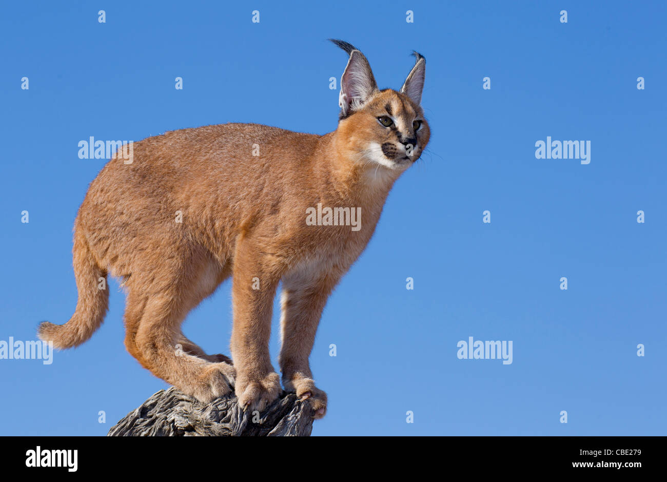 Caracal African Lynx. Eine tolle Aufnahme mit einem schönen blauen Licht hinter dem Caracal bereit, einen Sprung zu machen. Stockfoto