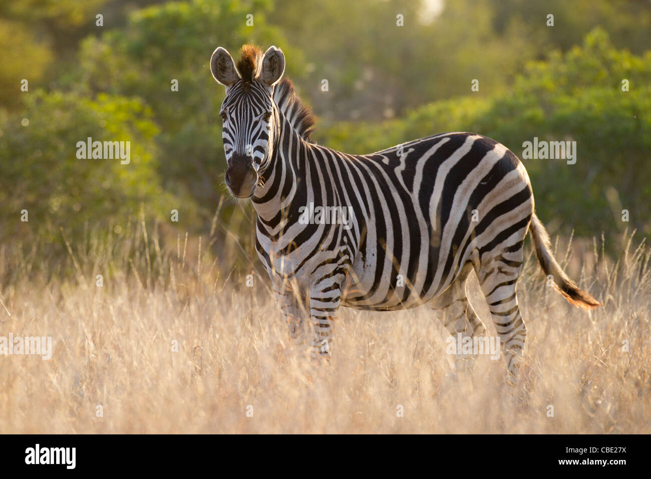 Burchell Zebra In Südafrika. Mit einigen Hintergrundbeleuchtung getan Stockfoto