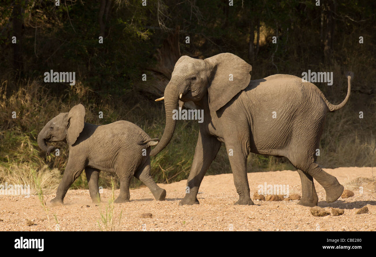 Elefanten patrouillieren das Flussbett. Stockfoto