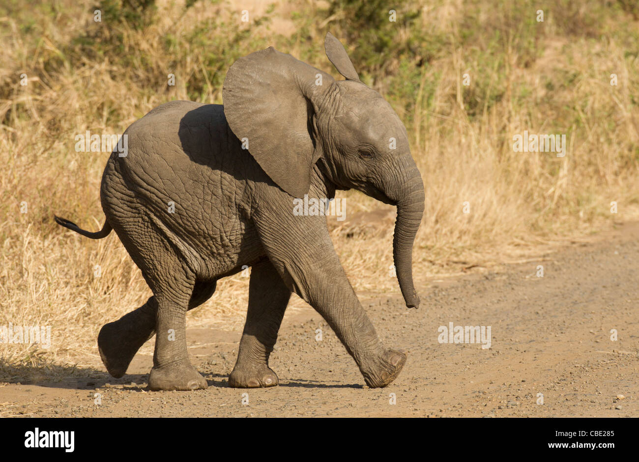 Ein Baby-Elefant beim Überqueren der Straße im Krüger Nationalpark. Stockfoto