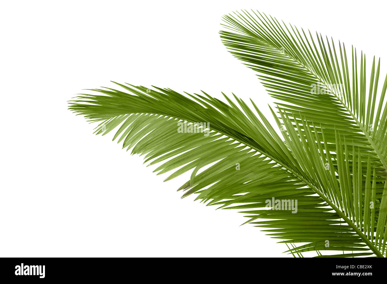 Blätter der Palme isoliert auf weißem Hintergrund Stockfoto