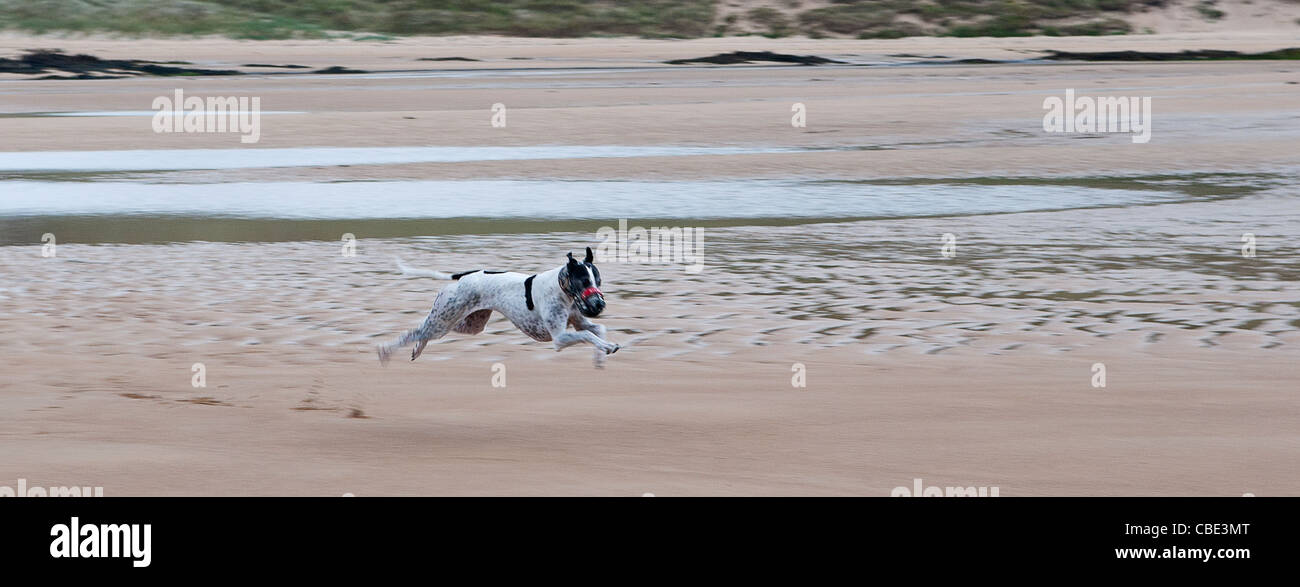 Schwarz / weiß-Greyhound laufen am Strand; alle Beine vom Boden Stockfoto