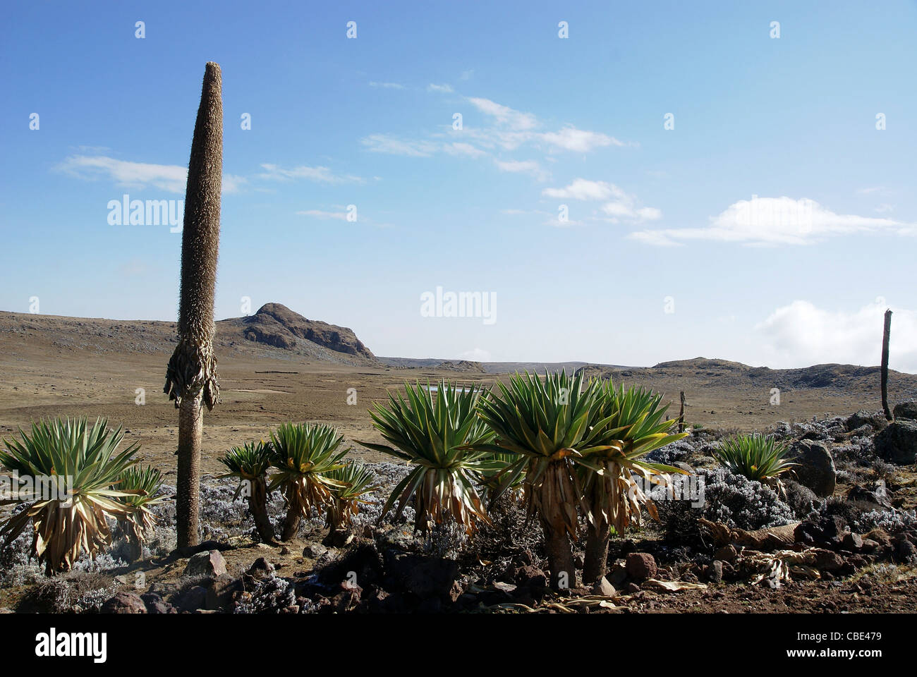 Afrika, Äthiopien, Oromia Region, Bale Mountains, Blüte Riese Lobelie (Lobelia Deckenii) Stockfoto