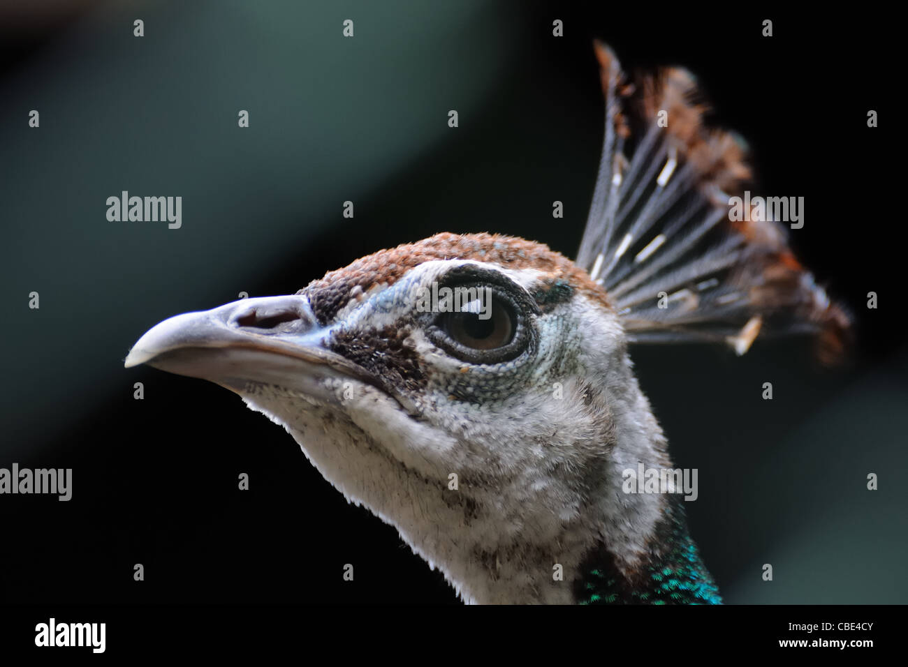 Leiter der ein Pfau Stockfoto