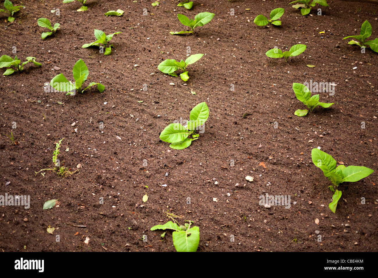 Virginia Tobacco Pflanze Pflanzen junge im Boden Stockfoto