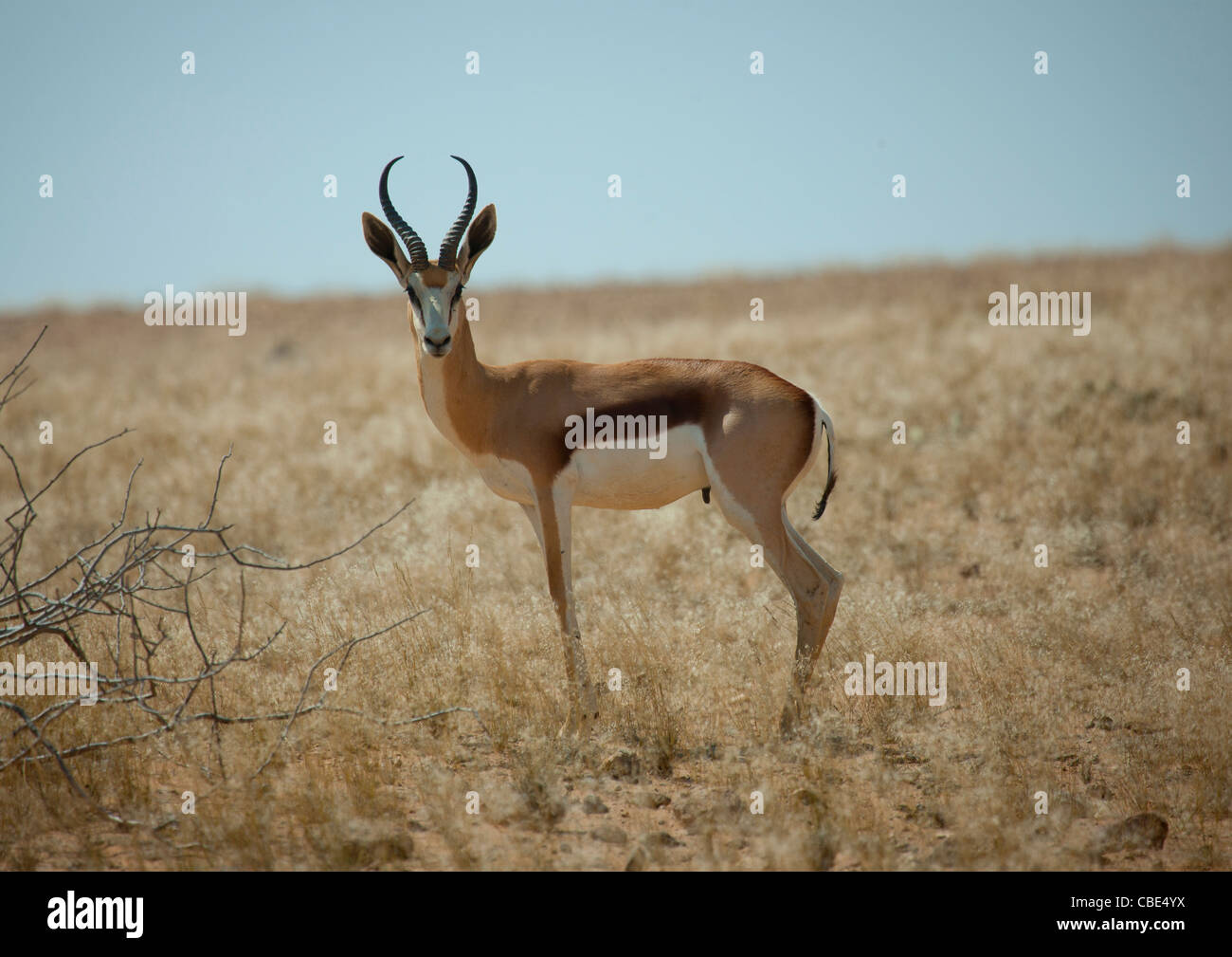 Springbock In der Namib-Wüste, Angola Stockfoto