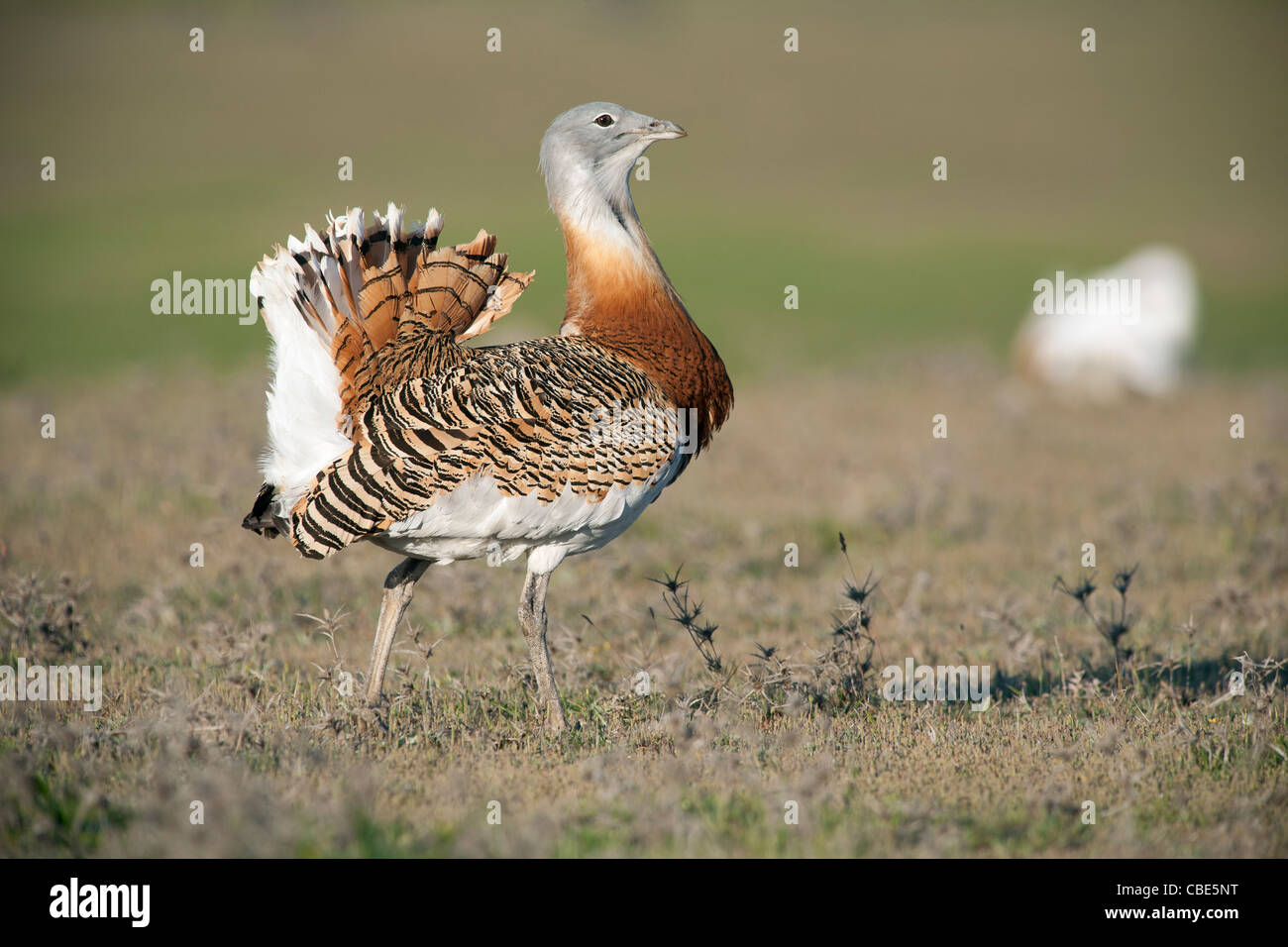 Die Großtrappe (Otis Tarda), Männlich, anzeigen, Spanien Stockfoto