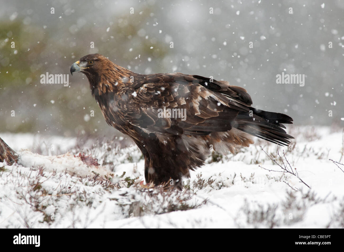Golden Eagle (Aquilac Hrysaetos), ernähren sich von AAS, im Winter, Northern Europe Stockfoto