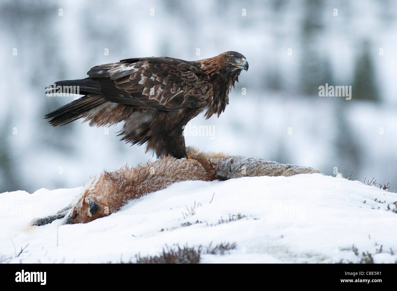 Golden Eagle (Aquilac Hrysaetos), ernähren sich von AAS, im Winter, Northern Europe Stockfoto