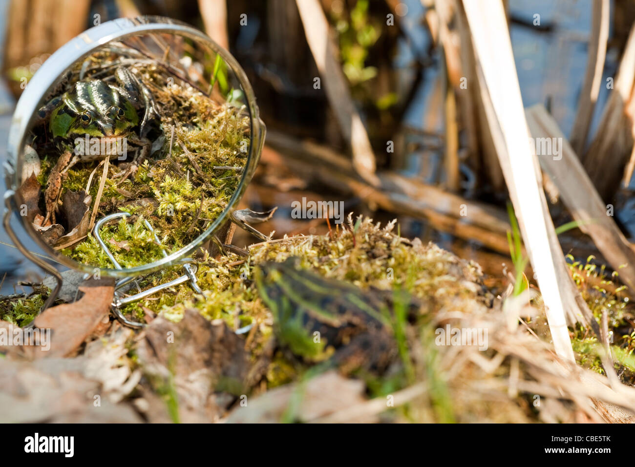 grüner Frosch über Teich blickt zurück in Spiegel Stockfoto